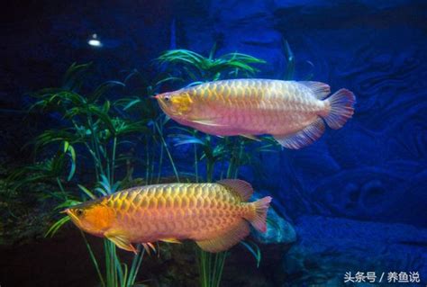 易養魚|十大易養觀賞魚排行榜